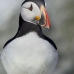 puffin_atlantic_msi_v_0945_can0558.jpg